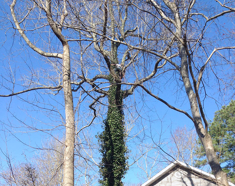 Tree Trimming