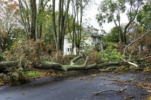 Tree Surgeon